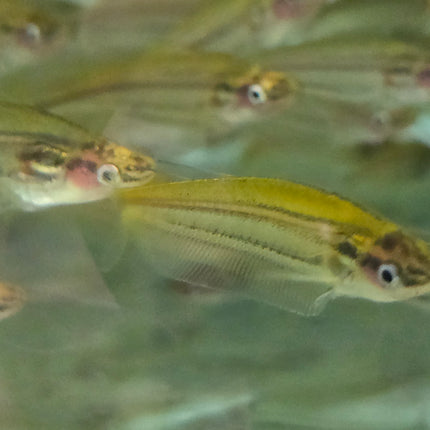 Malayan glass catfish 7-10cm
