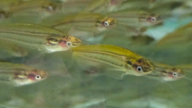 Malayan glass catfish 7-10cm