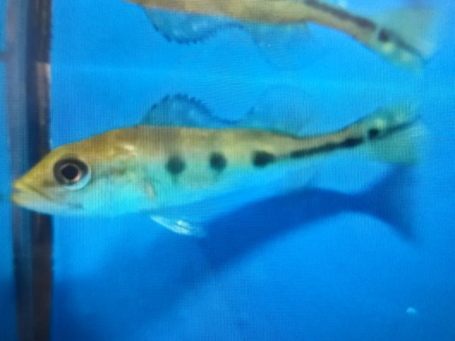 Monoculus peacock bass 6-8cm