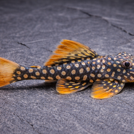 Pleco Sunshine L14 5-6cm