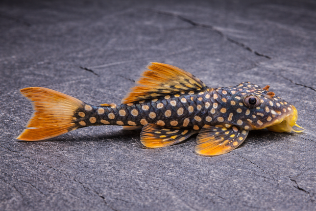 Pleco Sunshine L14 5-6cm