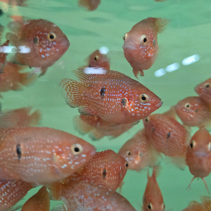 Balloon red jewel cichlid 5-6cm