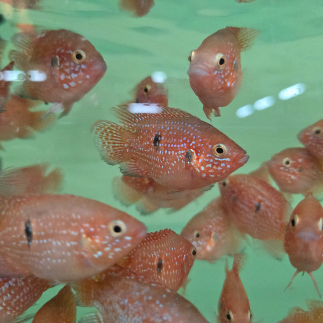 Balloon red jewel cichlid 5-6cm