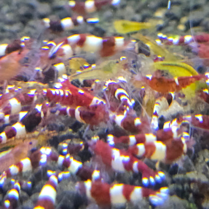 Wine red shrimp 1cm
