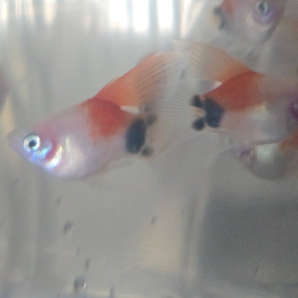 High fin shortbody red white mickey Platy 2.5 cm
