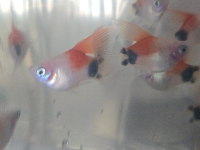 High fin shortbody red white mickey Platy 2.5 cm