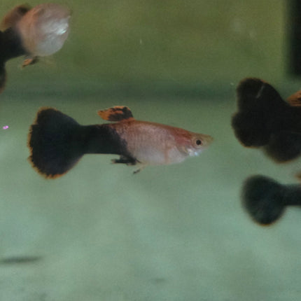 Guppy male pink tuxedo 3cm