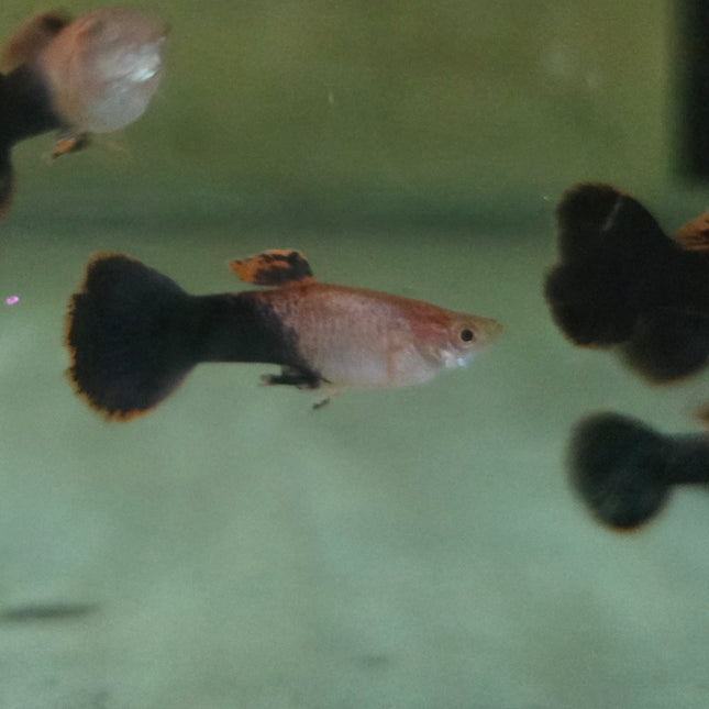 Guppy male pink tuxedo 3cm