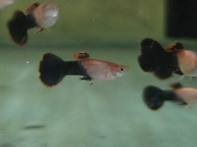 Guppy male pink tuxedo 3cm