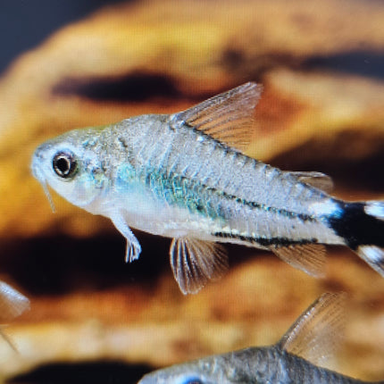 Corydoras hastatus 1cm