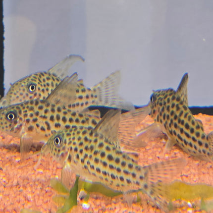 Corydoras araguaiensis C68 3cm