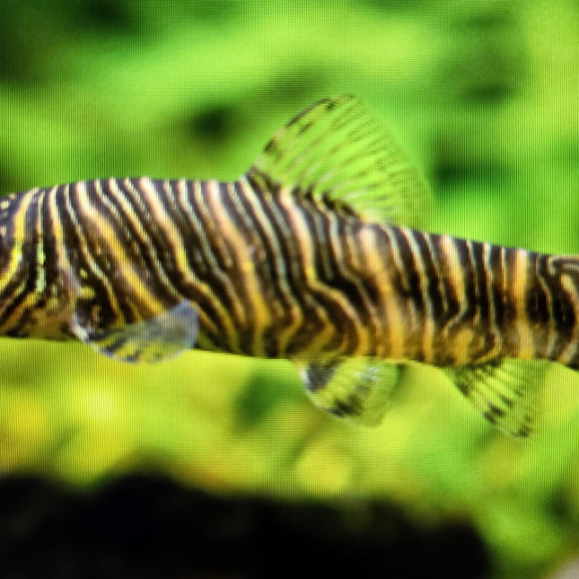 Botia striata 5-6cm
