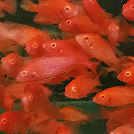 Strawberry peacock cichlid 5-6cm