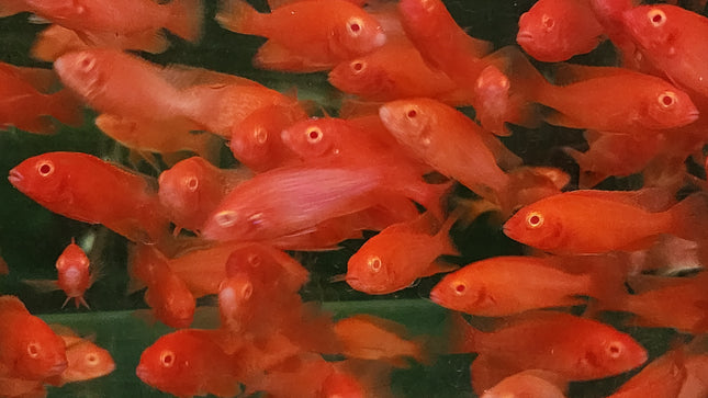 Strawberry peacock cichlid 5-6cm