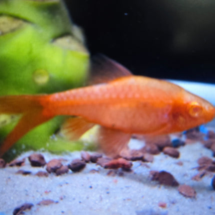 Albino longfin cherry barb 3cm