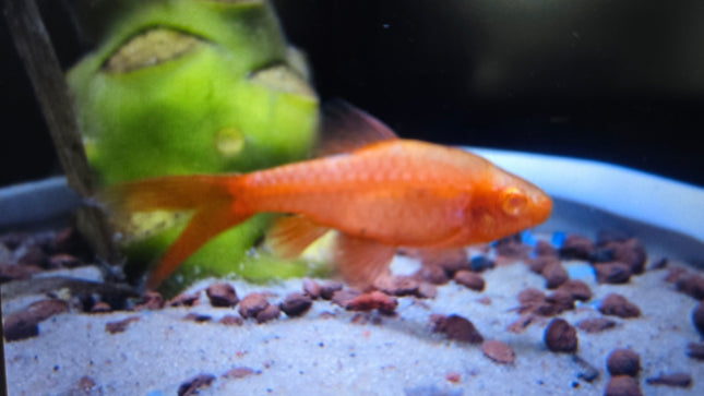 Albino longfin cherry barb 3cm