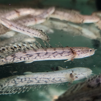 Polypterus endlicheri Bichir 6-7cm