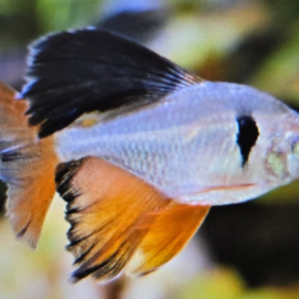 Long fin serpae tetra 3cm