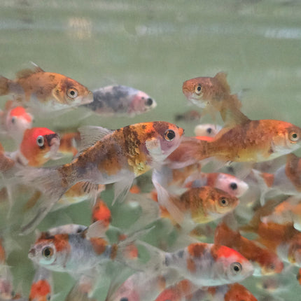 Calico shubunkin goldfish 5-6cm
