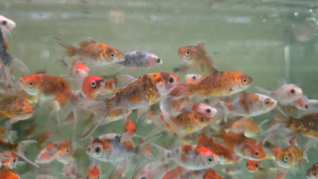 Calico shubunkin goldfish 5-6cm