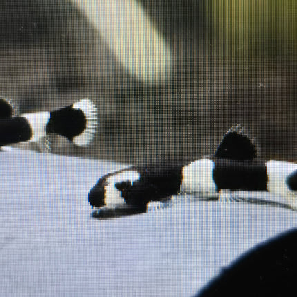 Panda loach 2-3cm