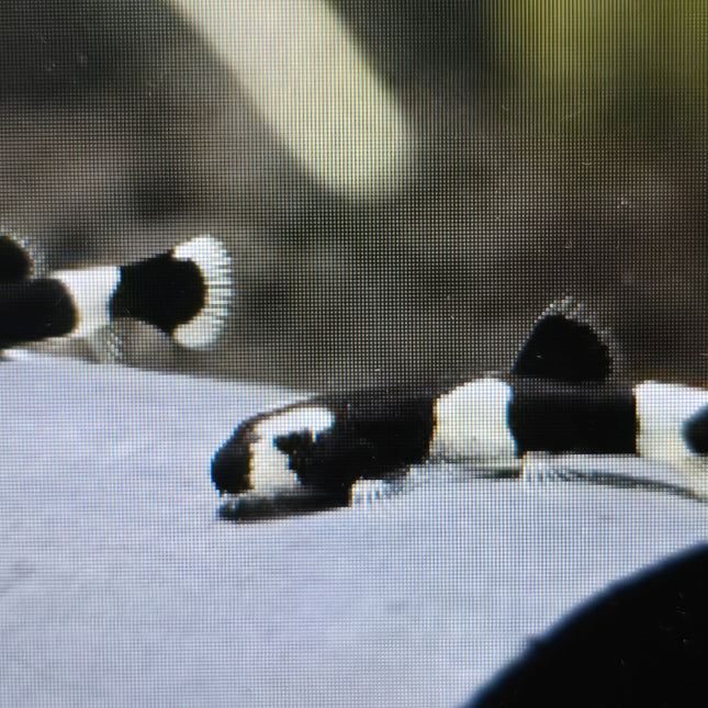Panda loach 1.5-3cm