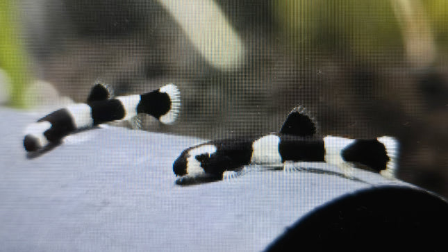 Panda loach 2-3cm