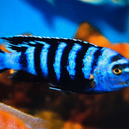Demasoni cichlid 4-5cm