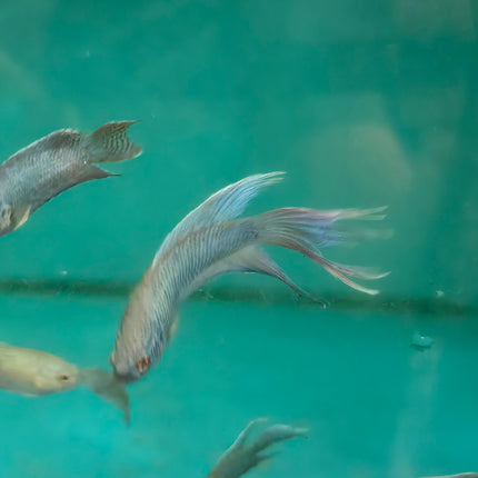 Blue paradise fish 4cm