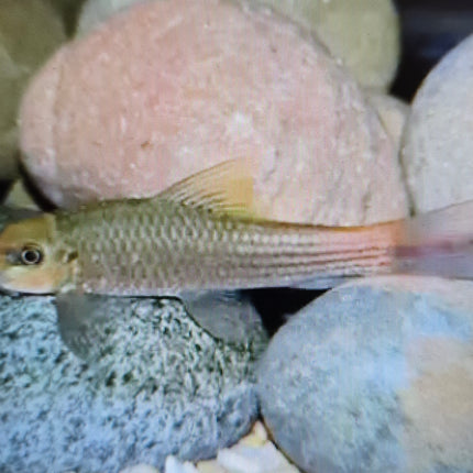 Burmese red tail garra 5cm