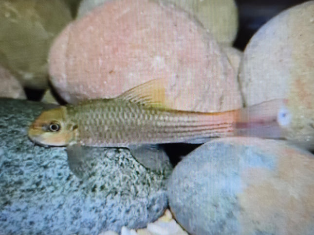 Burmese red tail garra 5cm