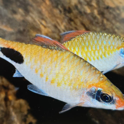 Mascara barb 8-10cm