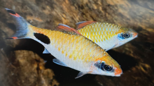 Mascara barb 8-10cm
