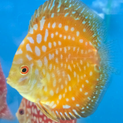 Assorted Discus 2", 3", 4"