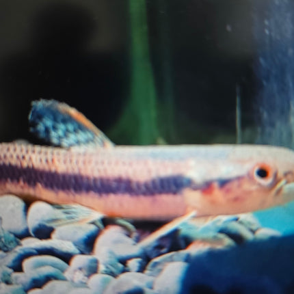 Rainbow wolf fish 6-8cm