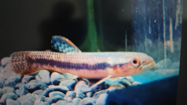 Rainbow wolf fish 6-8cm