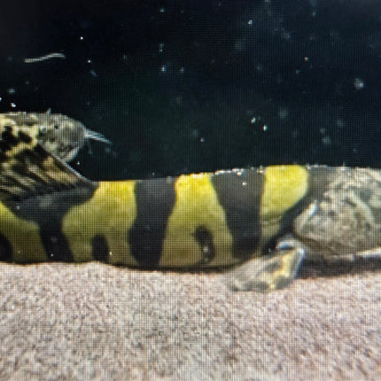 Imperial flower loach 8-10cm