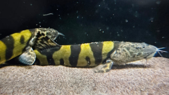 Imperial flower loach 8-10cm