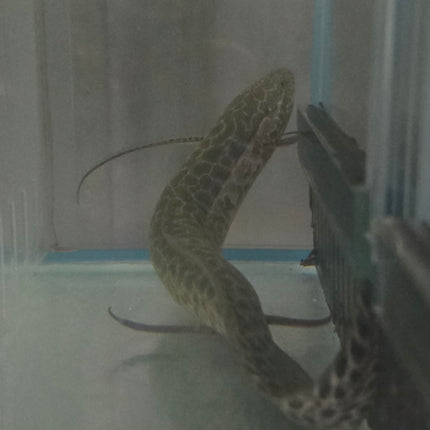 Marbled lungfish 25-35cm