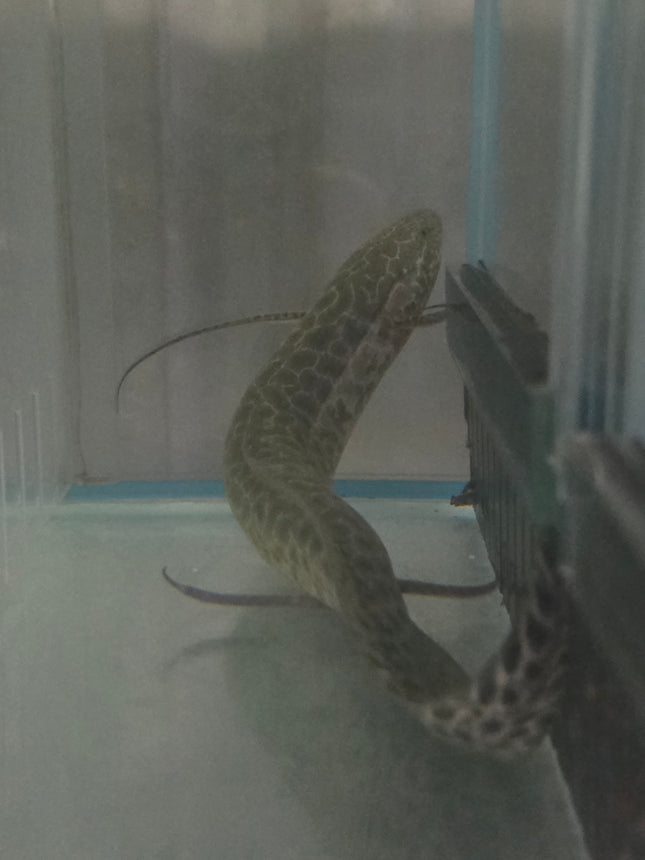 Marbled lungfish 25-35cm