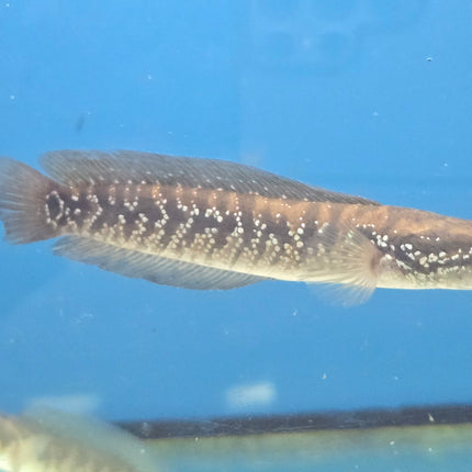 Channa asiatica white spot 10-12cm