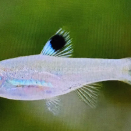 Emerald eye rasbora 1.5cm