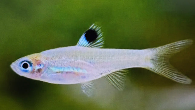Emerald eye rasbora 1.5cm