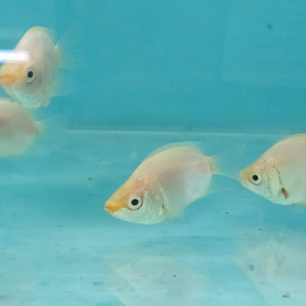 Balloon Kissing gourami 4-5cm