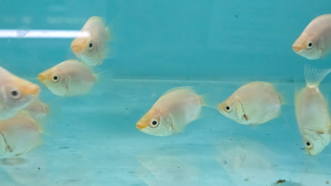 Balloon Kissing gourami 4-5cm