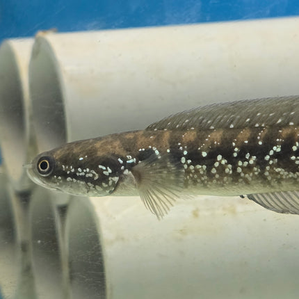 Channa asiatica white spot 10-12cm