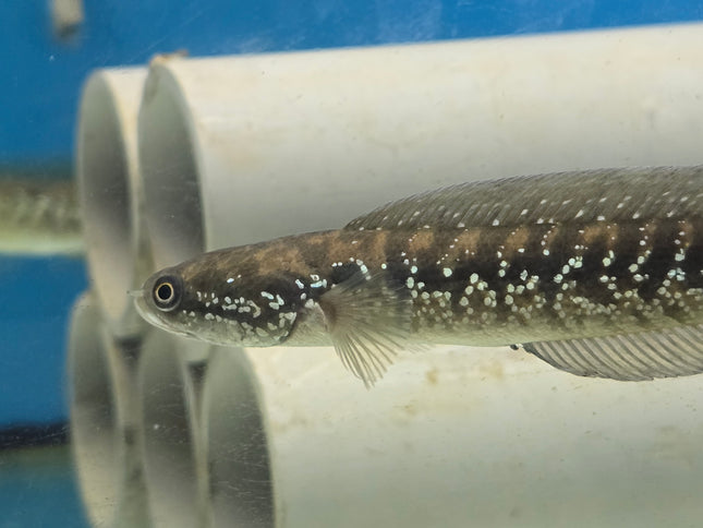 Channa asiatica white spot 10-12cm