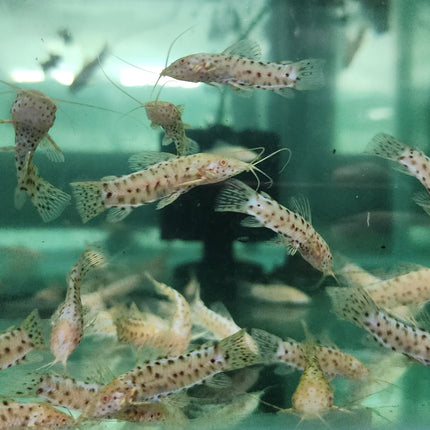 Albino hoplo catfish 5cm
