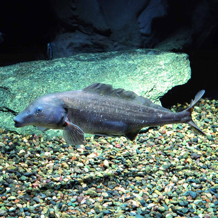 Freshwater dolphinfish 8-10cm