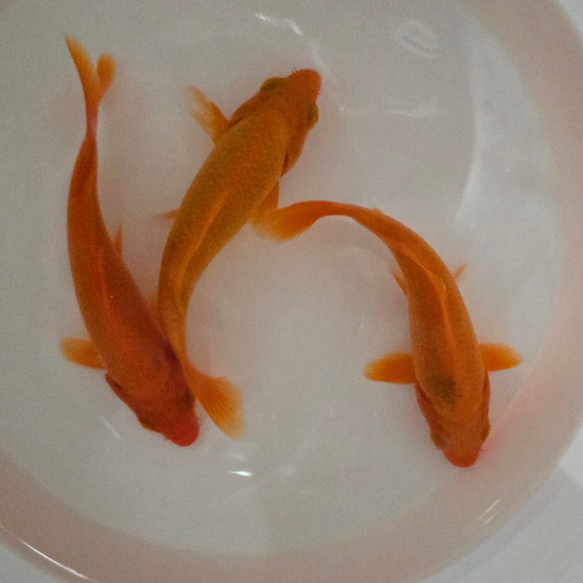 Red koi